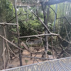 Tufted Capuchin Exhibit