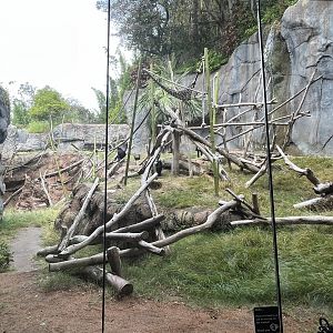 Bonobo Exhibit