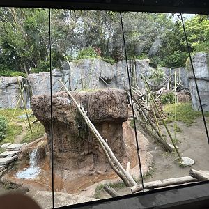 Bonobo Exhibit