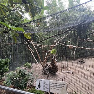 Black Mangabey Exhibit