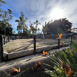 Temporary Hippo Exhibit - Urban Jungle