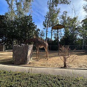 Giraffe & Nubian Soemmerring’s Gazelle Exhibit - Urban Jungle