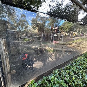 Southern Ground Hornbill Exhibit - Urban Jungle