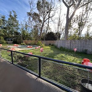 American Flamingo Exhibit - Urban Jungle