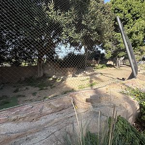 Cheetah & Domestic Dog Exhibit  - Urban Jungle