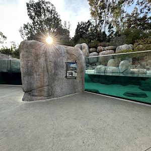 African Penguin Exhibit - Africa Rocks