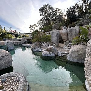African Penguin Exhibit - Africa Rocks