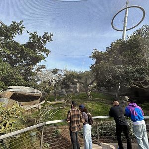 Lemur Exhibit #2 - Africa Rocks