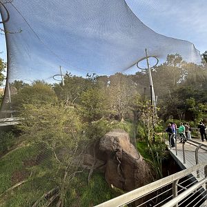Vervet Monkey Exhibit - Africa Rocks