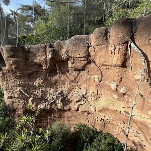 Acacia Woodlands Aviary - Africa Rocks