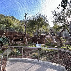 Amur Leopard Exhibit #1 - Africa Rocks