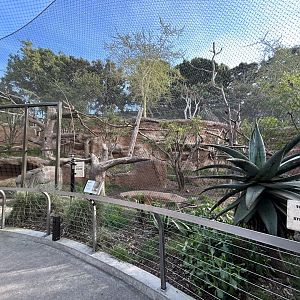 Amur Leopard Exhibit #2 - Africa Rocks