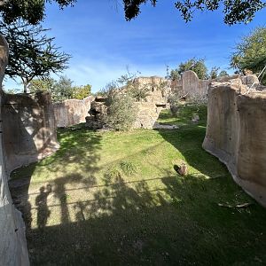 Gelada Exhibit - Africa Rocks