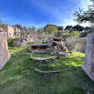 Gelada Exhibit - Africa Rocks