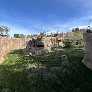 Hamadryads Baboon Exhibit #2 - Africa Rocks