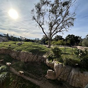 Hamadryads Baboon Exhibit #1 - Africa Rocks