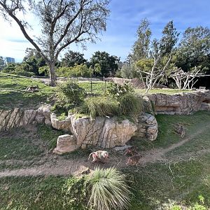 Hamadryads Baboon Exhibit #1 - Africa Rocks