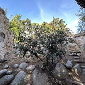 Kopje Mixed-species Exhibit - Africa Rocks