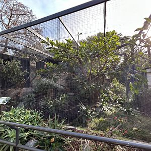 Trumpeter Hornbill Aviary - Africa Rocks