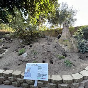Meerkat Exhibit - Africa Rocks