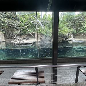 Pygmy Hippo and Wolf’s Guenon Monkey Exhibit