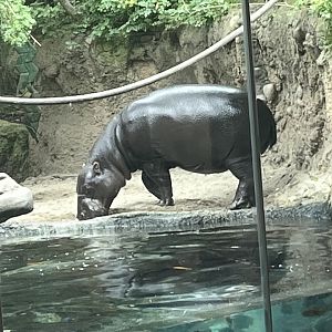Pygmy Hippo
