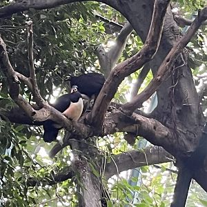 Maleo in tree