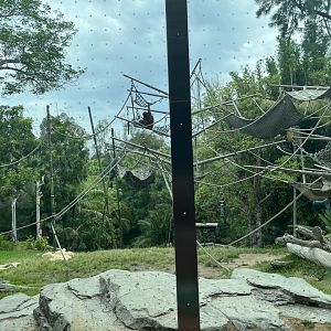 Orangutan & Siamang Exhibit