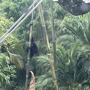 Siamang