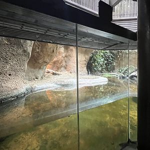 Siamese Crocodile Exhibit