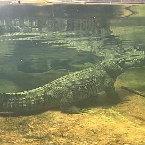 Siamese Crocodile