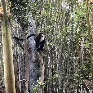 De Brazza’s Monkey