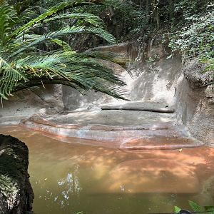 Malayan Tapir Exhibit