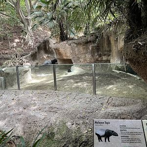 Malayan Tapir Exhibit