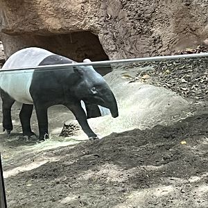 Malayan Tapir