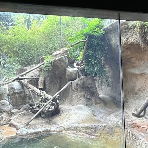 Malayan Tiger Exhibit #2