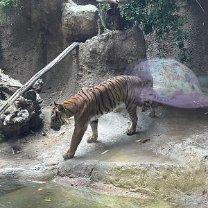Malayan Tiger