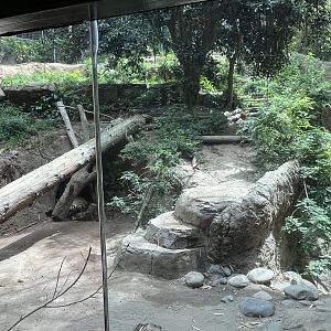Malayan Tiger Exhibit #1