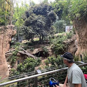 Malayan Tiger Exhibit #1