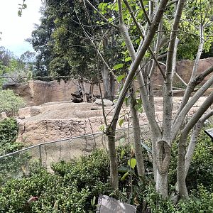 Red River Hog Exhibit