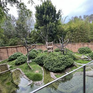 African Spotted Necked Otter & Allen’s Swamp Monkey Exhibit