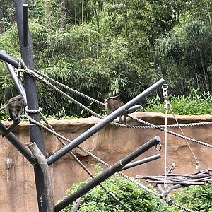 Allen’s Swamp Monkeys