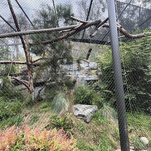 Snow Leopard Exhibit