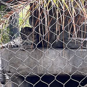 Snow Leopard