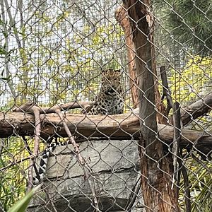 Amur Leopard
