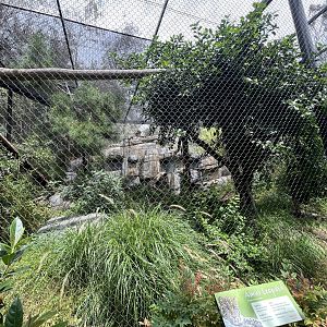 Amur Leopard Exhibit