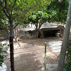 Golden Takin Exhibit