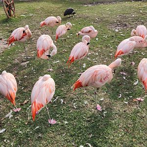 Hattiesburg Zoo - Chilean Flamingoes