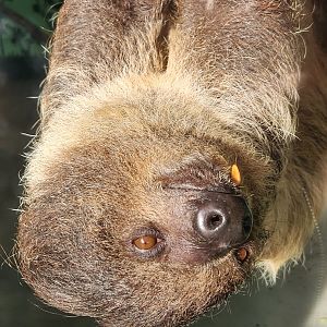 Hattiesburg Zoo - Southern Two-toed Sloth