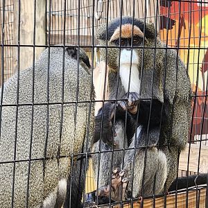Hattiesburg Zoo - De Brazza Monkey